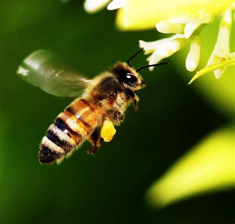 蜜蜂寓意